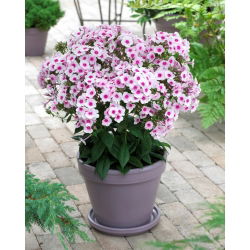 Floks (Phlox) - Płomyk wiechowaty - Swizzle - 1 szt.