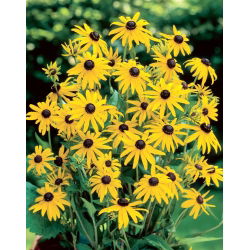 Rudbekia - Goldsturm - duża paczka! - 10 szt.