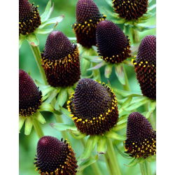 Rudbekia - Green Wizard - 1 szt.