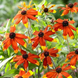 Rudbekia - Prairie Glow - duża paczka! - 10 szt.