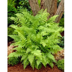 Paproć ogrodowa - Athyrium filix-femina - Wietlica samcza - duża paczka! - 10 szt.