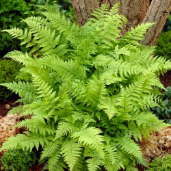 Paproć ogrodowa - Athyrium filix-femina - Wietlica samicza - 1 szt.