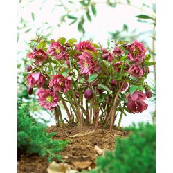 Ciemiernik czerwony - pełny