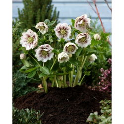 Ciemiernik - Double Ellen White Spotted