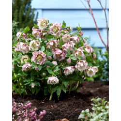 Ciemiernik - Double Ellen Pink - duża paczka! - 10 szt.