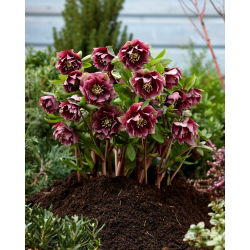 Ciemiernik - Double Ellen Red