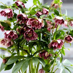 Ciemiernik - Double Ellen Pink Spotted - duża paczka! - 10 szt.