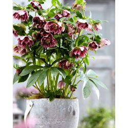 Ciemiernik - Double Ellen Pink Spotted