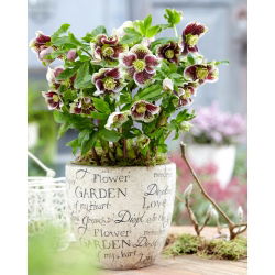 Ciemiernik - Pretty Ellen Spotted