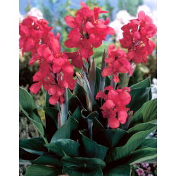 Kanna - Crimson Beauty - duża paczka! - 10 szt.