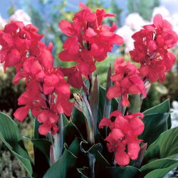 Kanna - Crimson Beauty - duża paczka! - 10 szt.