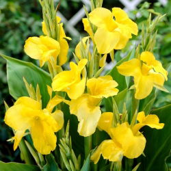 Kanna żółta - Yellow - duża paczka! - 10 szt.