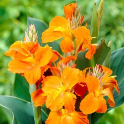 Kanna pomarańczowa - Orange - duża paczka! - 10 szt.