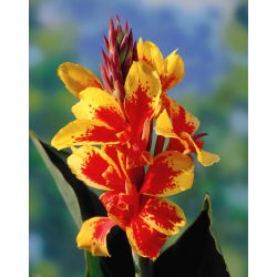 Kanna żółto-czerwona - Yellow-Red