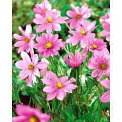 Kosmos jasnoróżowy - Flamingo - duża paczka! - 10 szt.