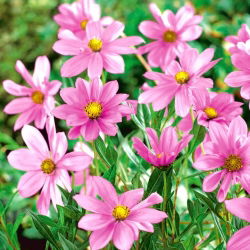 Kosmos jasnoróżowy - Flamingo - duża paczka! - 10 szt.