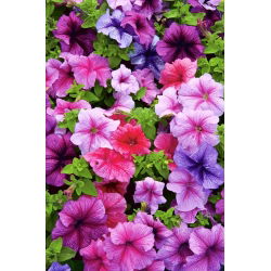 Petunia - Mieszanka balkonowa - 800 nasion