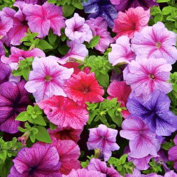 Petunia - Mieszanka balkonowa - 800 nasion