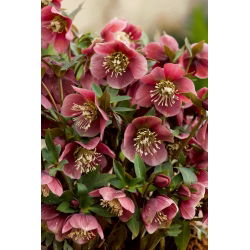 Ciemiernik czerwonawy - duża paczka! - 10 szt.