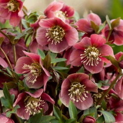 Ciemiernik czerwonawy - duża paczka! - 10 szt.