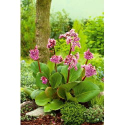 Bergenia Purpurea - duża paczka! - 10 szt.