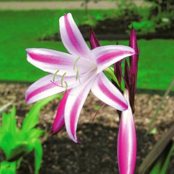 Crinum - Cintho Alfa - duża paczka! - 10 szt.