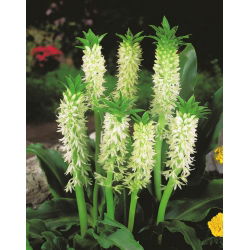 Lilia ananasowa - Eucomis autumnalis - duża paczka! - 20 szt.