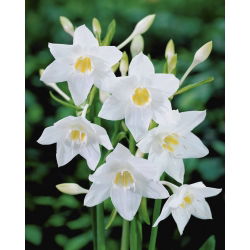 Lilia amazońska - Eucharis amazonica - duża paczka! - 10 szt.