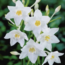 Lilia amazońska - Eucharis amazonica - duża paczka! - 10 szt.