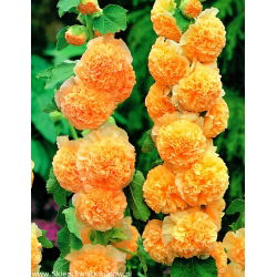 Malwa pomarańczowa - Orange - duża paczka! - 10 szt.