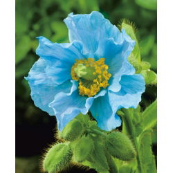 Mekonops bukwicolistny - Mak niebieski - intensywny kolor - duża paczka! - 10 szt.