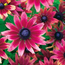 Rudbekia - Cherry Brandy - 1 szt.