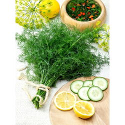 Koper ogrodowy Kozak - bardzo aromatyczny - 2800 nasion