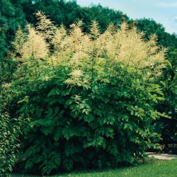 Parzydło leśne - Aruncus dioicus - duża paczka! - 10 szt.