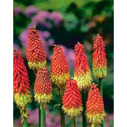 Kniphofia czerwono-żółta - Płonąca Pochodnia - duża paczka! - 10 szt.