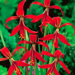 Sprekelia czerwona - Sprekelia Formosissima - głęboka czerwień - duża paczka! - 10 szt.