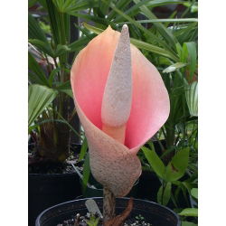 Dziwidło różowe - Amorphophallus bulbifer - 1 rzadkie kłącze