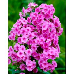Floks (Phlox) - Płomyk wiechowaty - różowy - duża paczka! - 10 szt.
