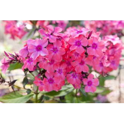 Floks (Phlox) - Płomyk wiechowaty - Windsor - duża paczka! - 10 szt.