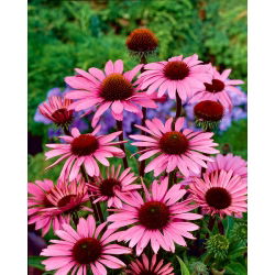 Jeżówka purpurowa - Echinacea - duża paczka! - 10 szt.