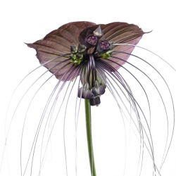 Kwiat nietoperz - Tacca chantrieri Black - duża paczka! - 10 szt.