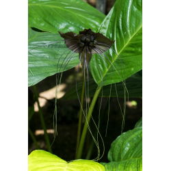 Kwiat nietoperz - Tacca chantrieri Black - duża paczka! - 10 szt.