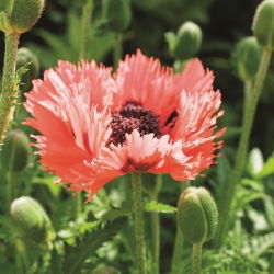 Mak wschodni - Forncett Summer - duża paczka! - 10 szt.