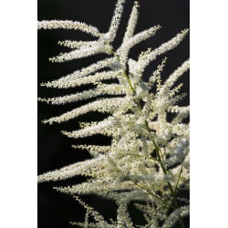 Parzydło leśne - Aruncus dioicus - 1 szt.
