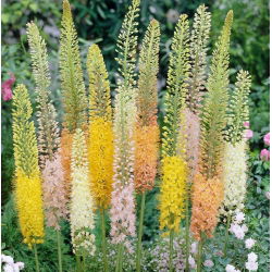 Pustynnik Himalajski - Mix - duża paczka! - 10 szt.