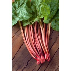 Rabarbar Red Champagne - sadzonka - duża paczka! - 10 szt.