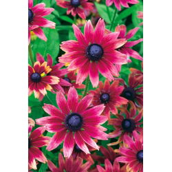 Rudbekia - Cherry Brandy - 1 szt.