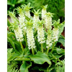 Lilia ananasowa - Eucomis autumnalis - GIGA paczka! - 100 szt.