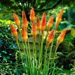 Kniphofia Uvaria - sadzonka - GIGA paczka! - 50 szt.