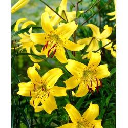 Lilia tygrysia - Yellow Tiger - 1 cebula